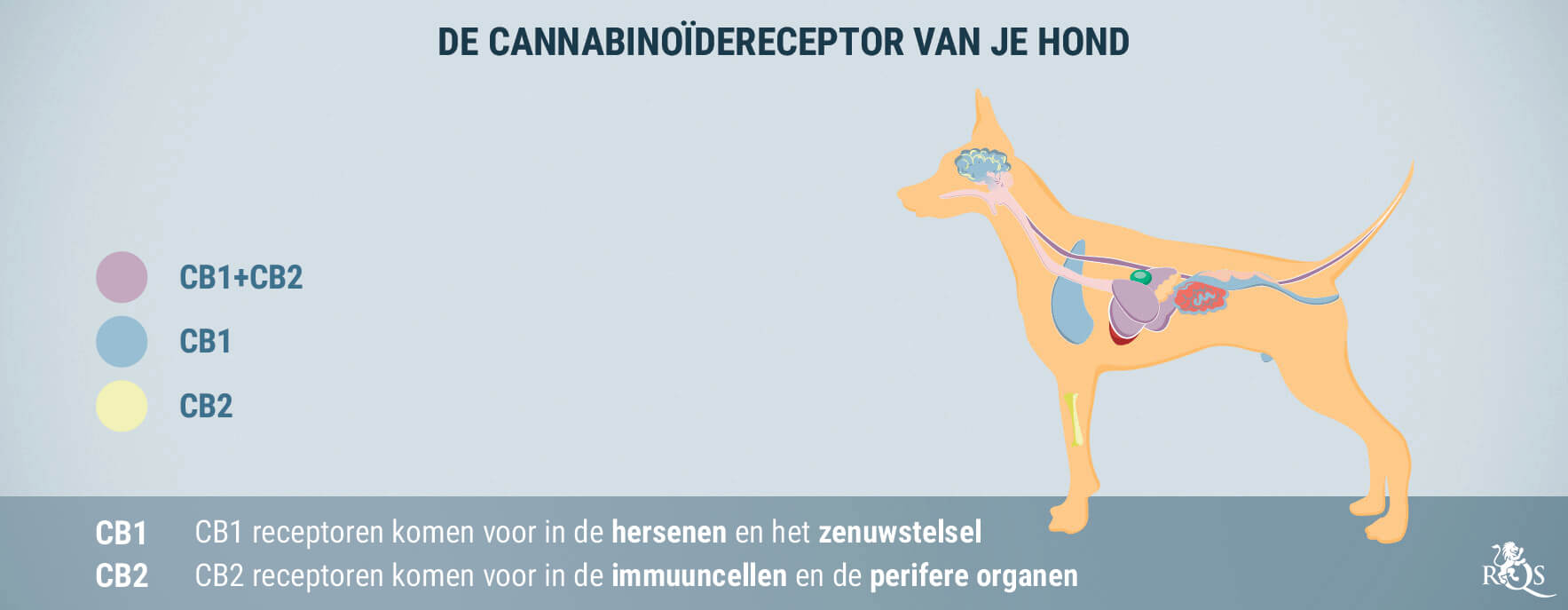 CBD voor Honden: Wat We tot Nu Toe Weten CBD voor Honden: Wat We tot Nu Toe Weten