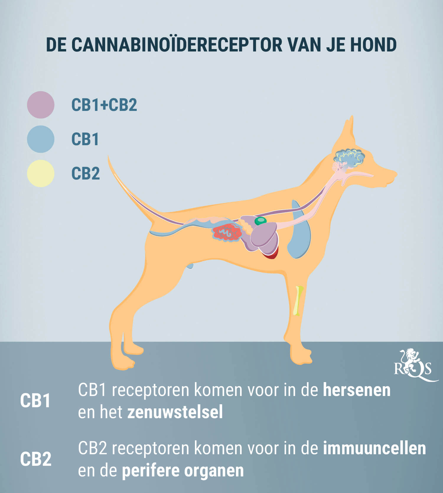 CBD voor Honden: Wat We tot Nu Toe Weten CBD voor Honden: Wat We tot Nu Toe Weten