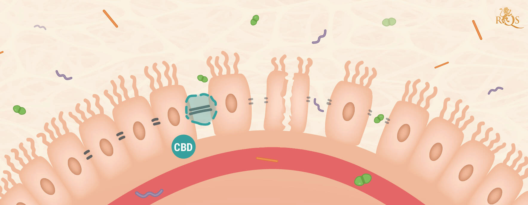 CBD en het Lekkende Darmsyndroom