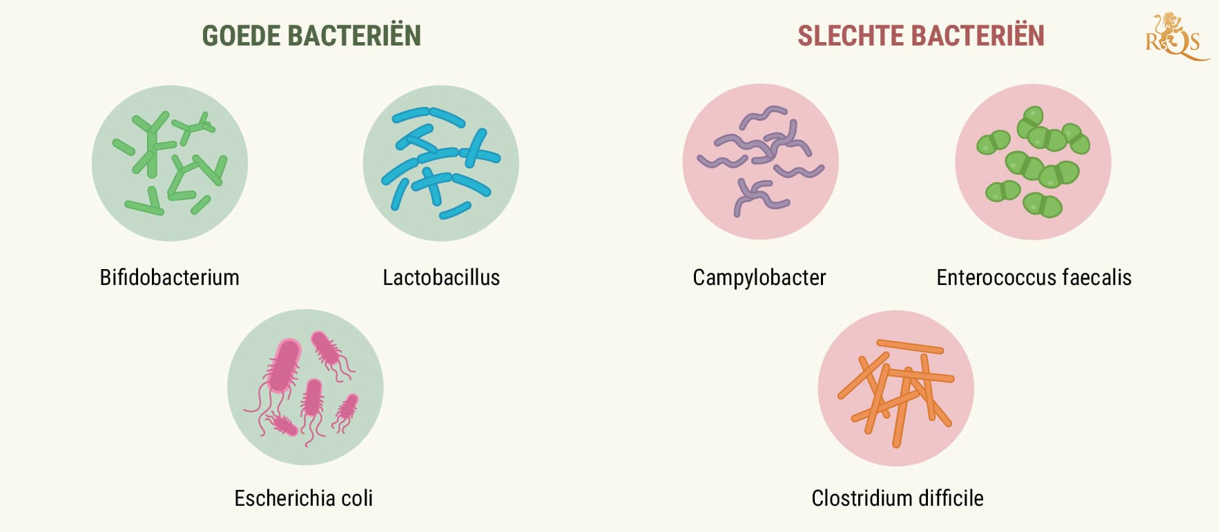 How Your Digestive System Works