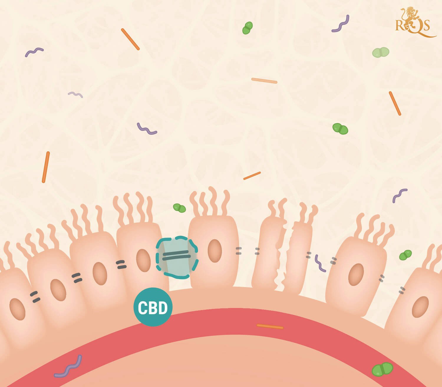 CBD en het Lekkende Darmsyndroom