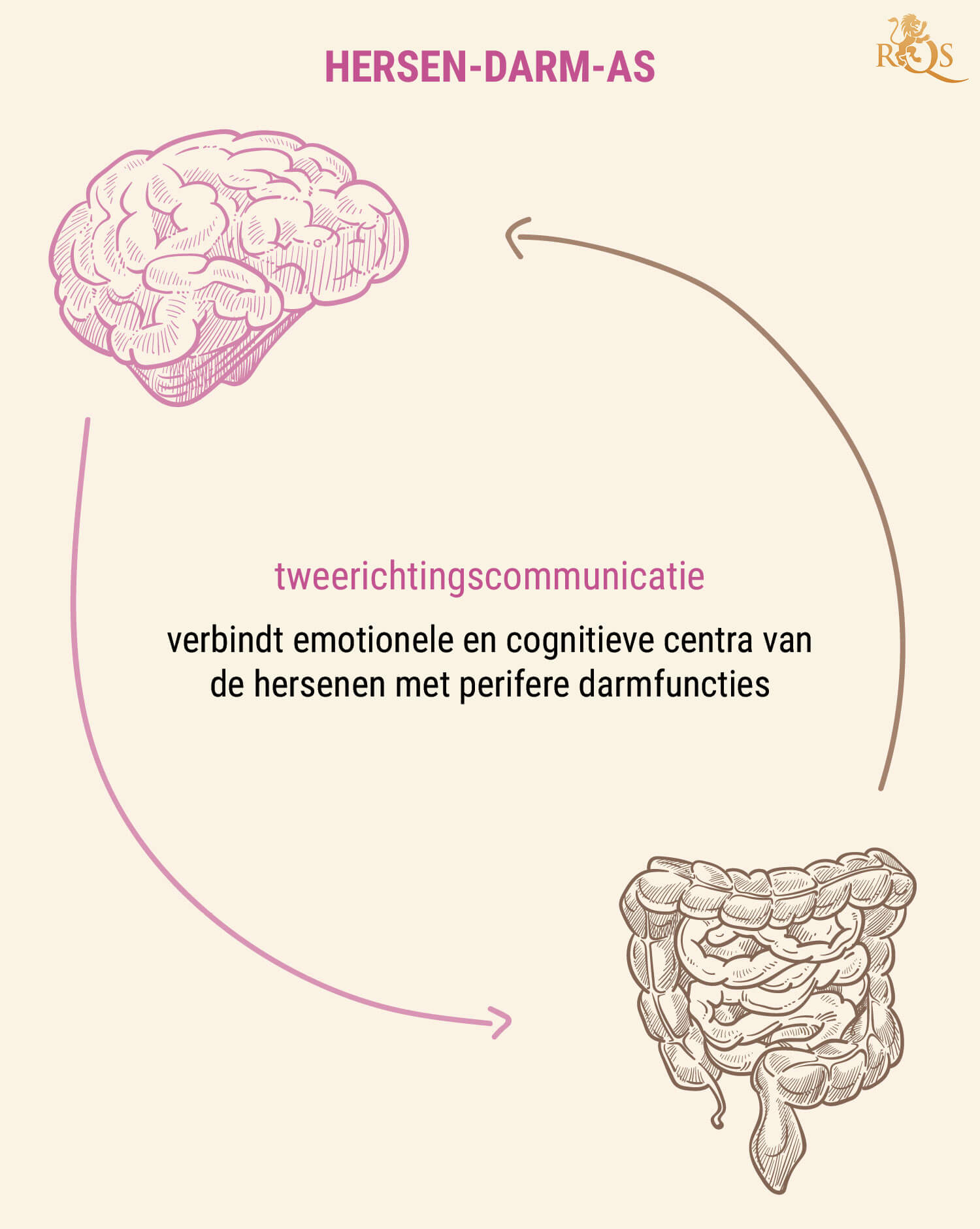 Waarom Is de Darmgezondheid Belangrijk?