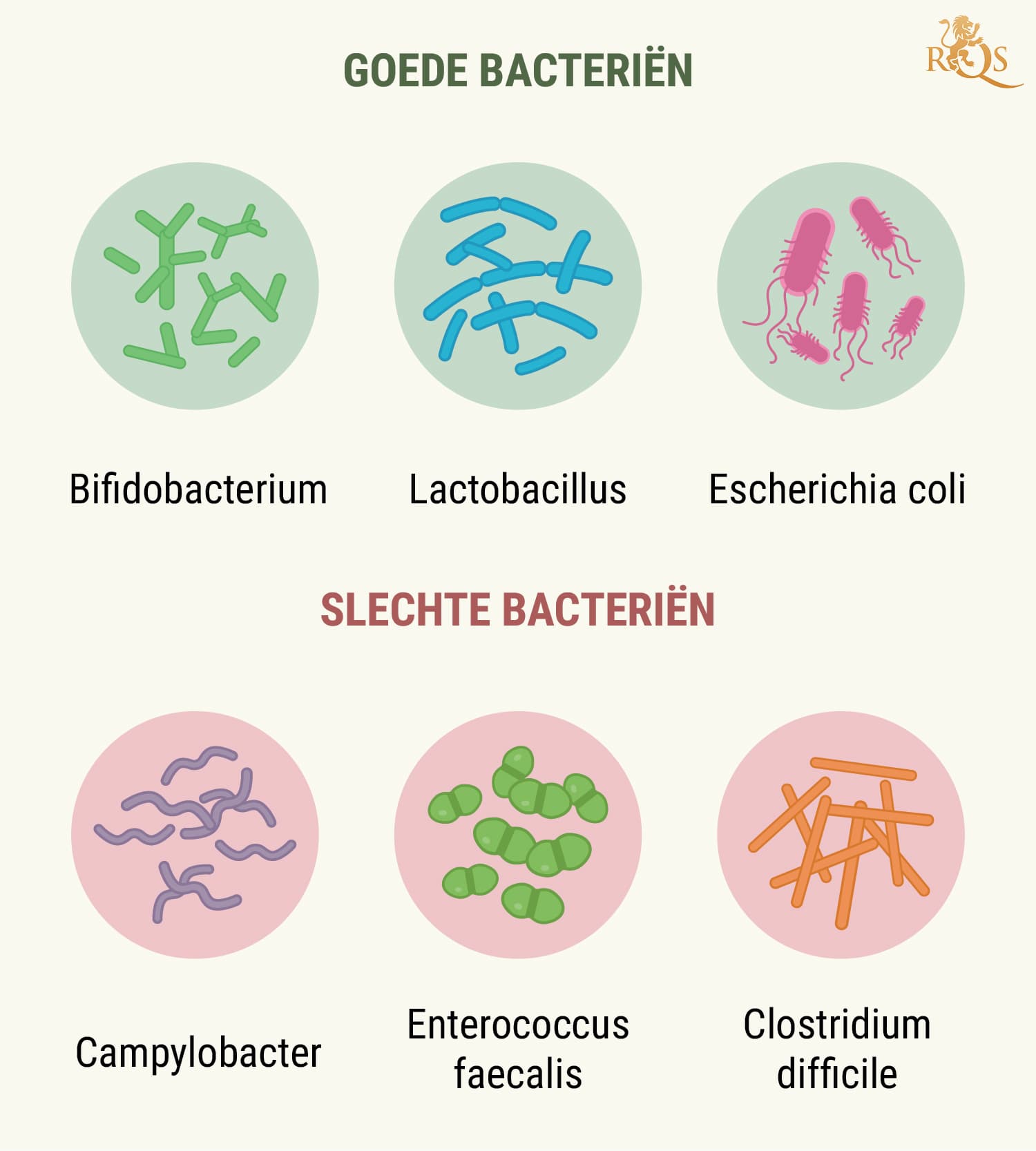 How Your Digestive System Works