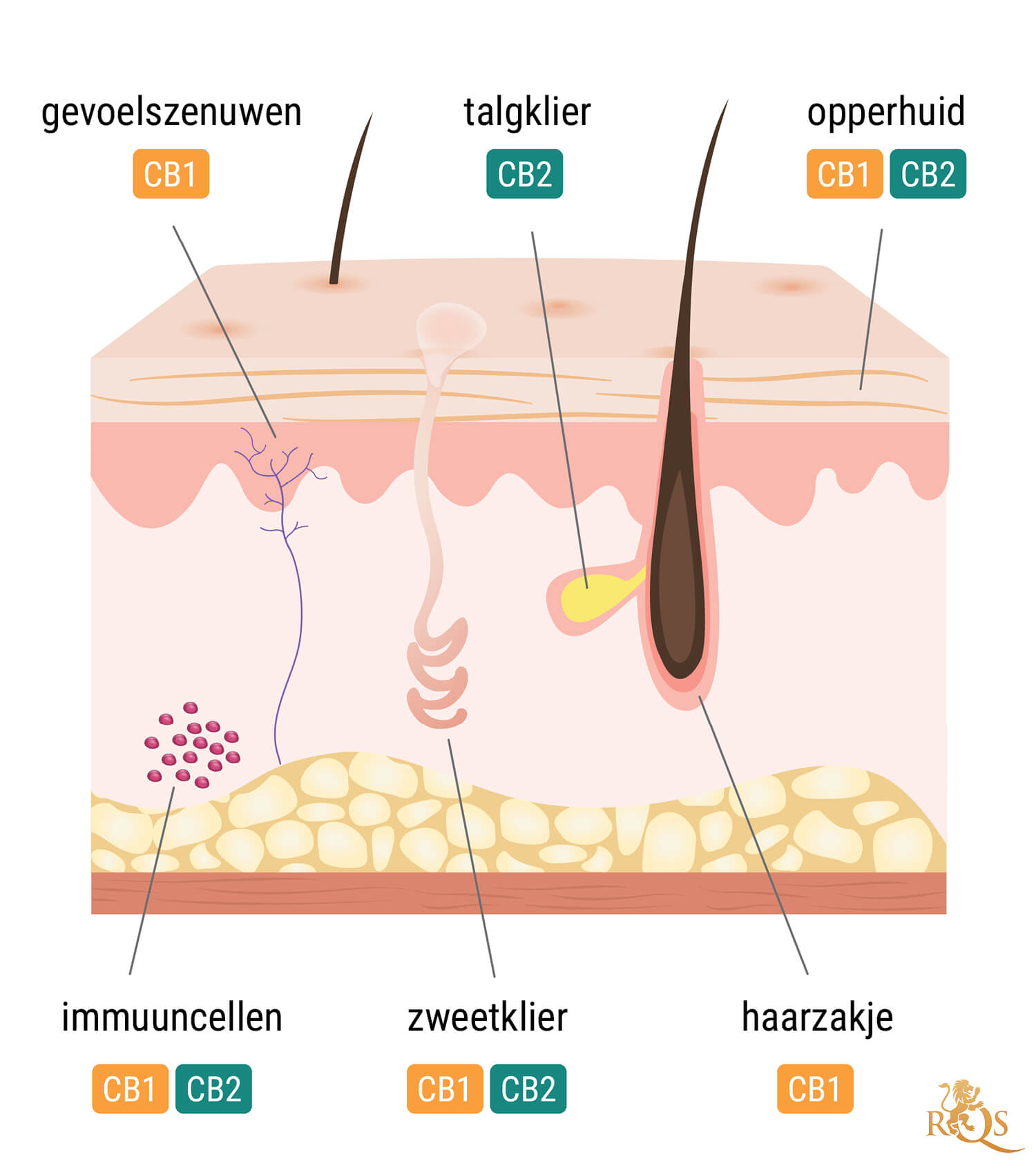 Belang van het Endocannabinoïdesysteem van de Huid Belang van het Endocannabinoïdesysteem van de Huid