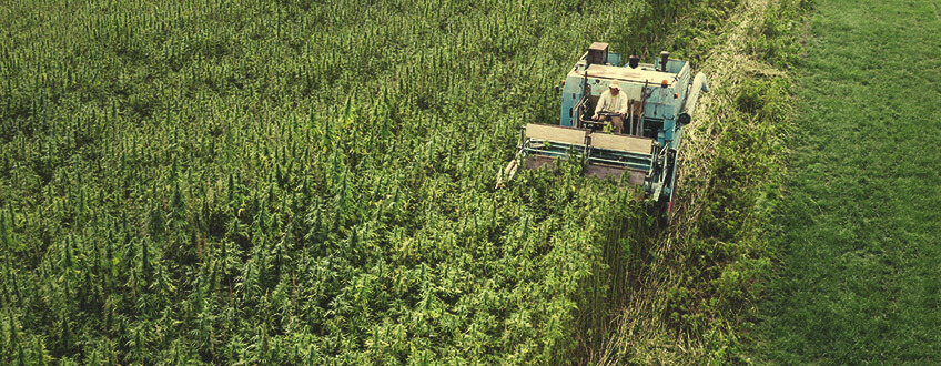 Het molecuul ontstaat zowel in CBD-rijke cannabisplanten als industriële hennepplanten Het molecuul ontstaat zowel in CBD-rijke cannabisplanten als industriële hennepplanten