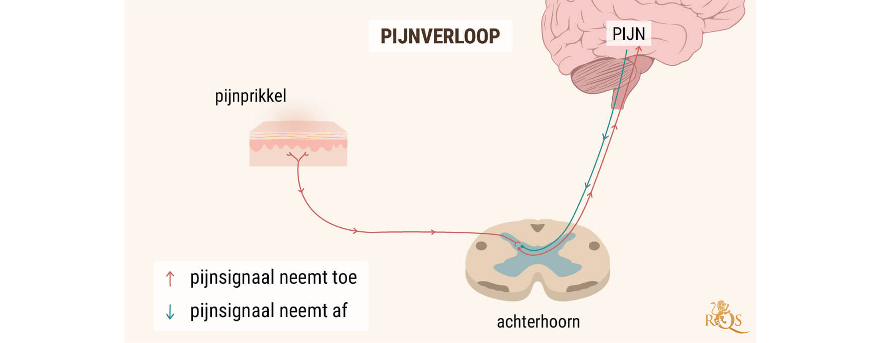 CBD-OLIE BIJ DE PERCEPTIE VAN PIJN