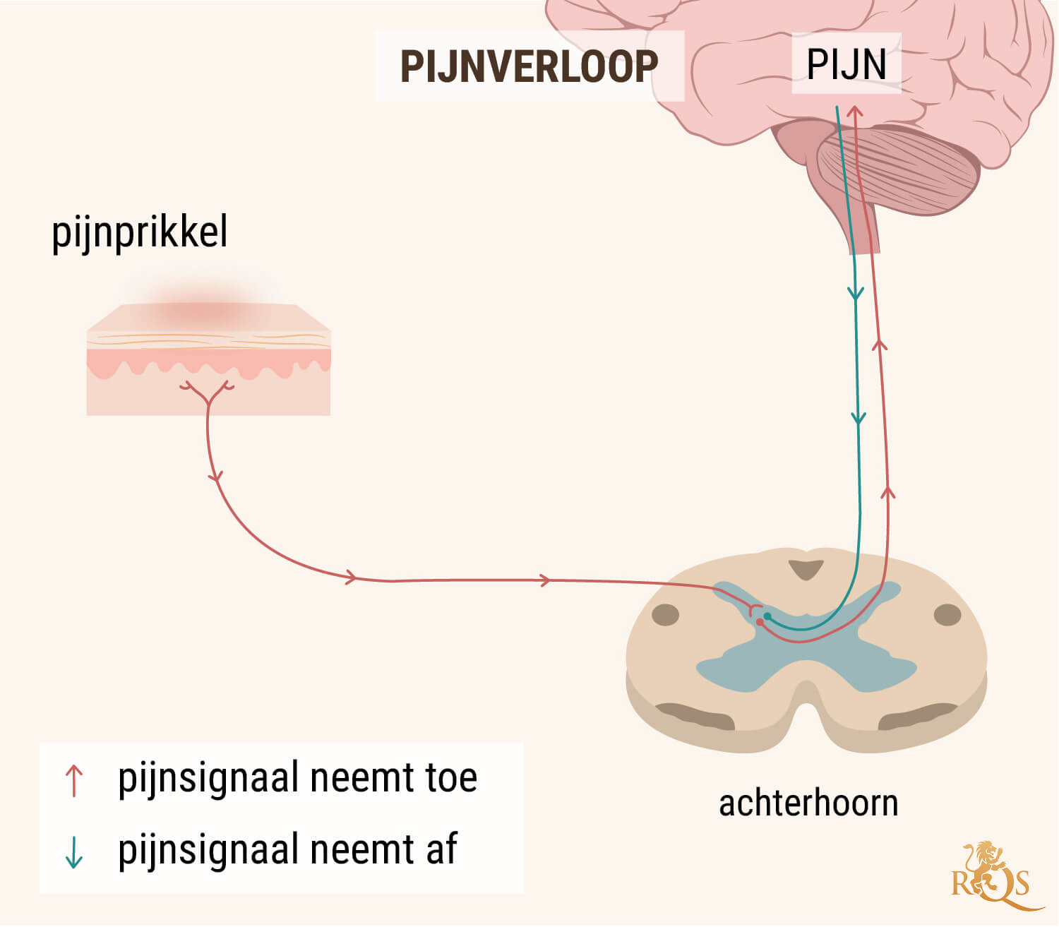 CBD-OLIE BIJ DE PERCEPTIE VAN PIJN CBD-OLIE BIJ DE PERCEPTIE VAN PIJN