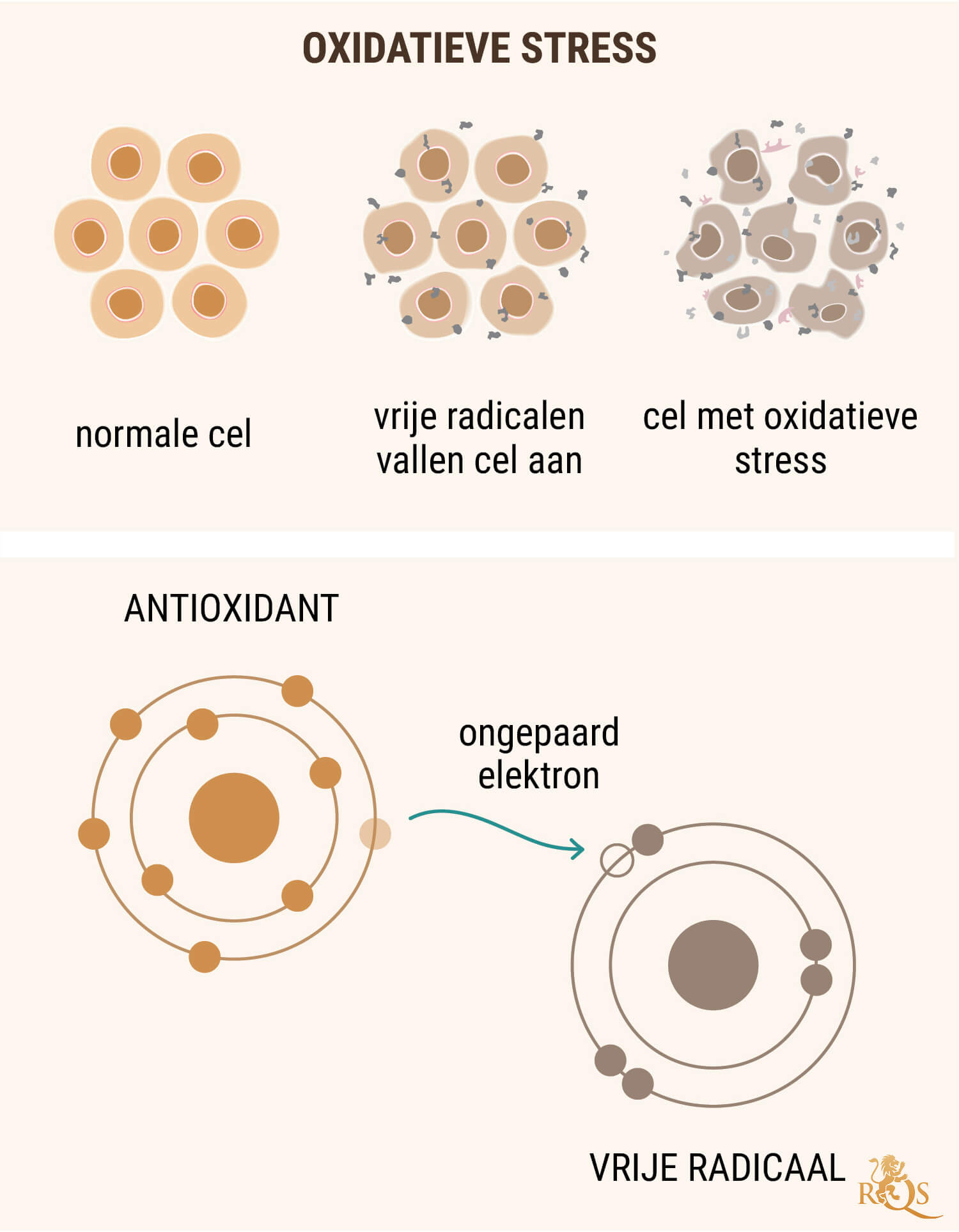 CBD-OLIE ALS ANTIOXIDANT