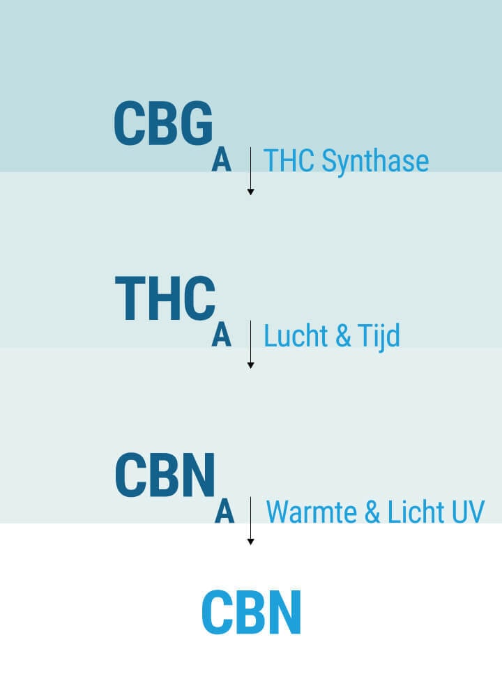 Hoe Beïnvloedt CBN Ons Lichaam?