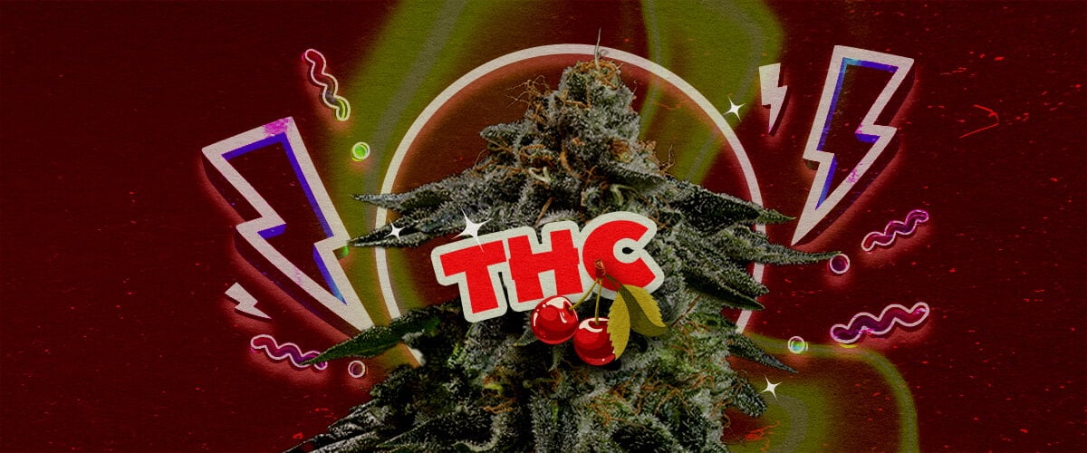 THC-Niveau en Potentie van Cherry Pie Een illustratie van een cannabisbloem met de tekst