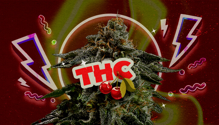 THC-Niveau en Potentie van Cherry Pie Een illustratie van een cannabisbloem met de tekst