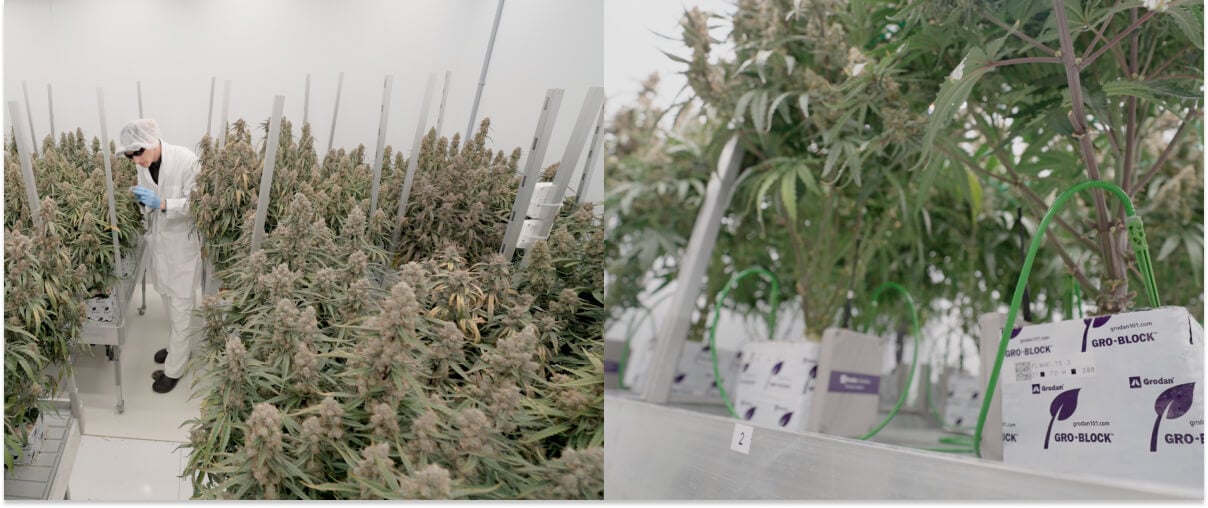 CRIC centrum voor cannabisonderzoek en teeltproeven Cannabisonderzoek en proeven in het CRIC-centrum met gecontroleerde teelt, plantenmonitoring en experimentele systemen