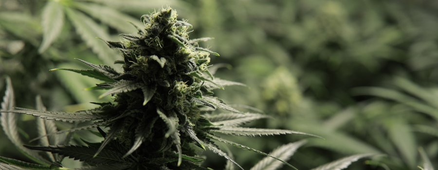 critical cannabis insomnia