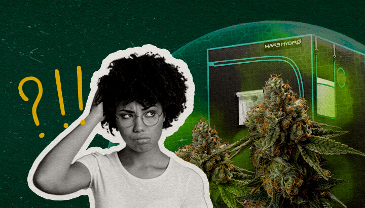 Laatste Gedachten: Kan een Growtent Echt Geurdicht Zijn Cannabis Een illustratie van cannabisbloemen met een growtent en een verwarde vrouw, tegen een groene achtergrond, die zich afvraagt of een growtent echt geurdicht kan zijn.