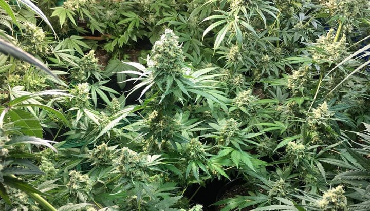 Binnenkweek van Candy Kush Express cannabisplanten met dichte, met hars bedekte toppen omringd door weelderig groene bladeren.