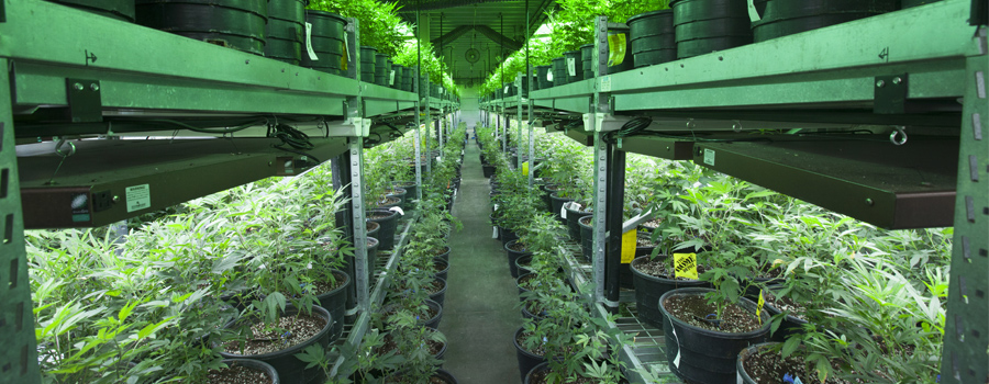 Cannabis indoor cultuur