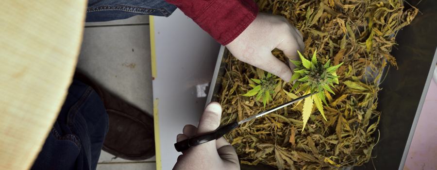 Cannabis industrie vacature