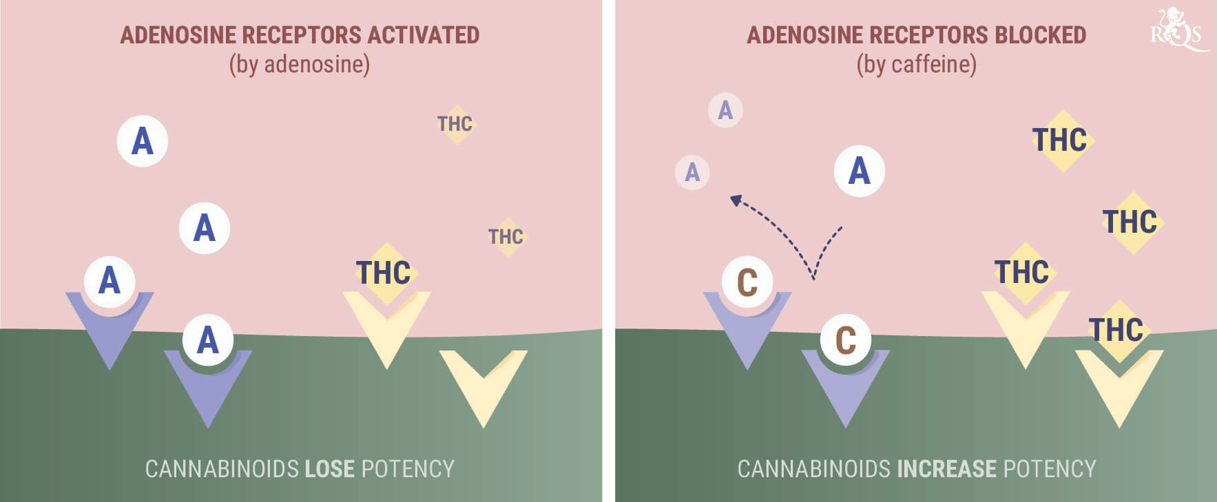 Wat Gebeurt Er als Je Wiet of CBD met Cafeïne Combineert?