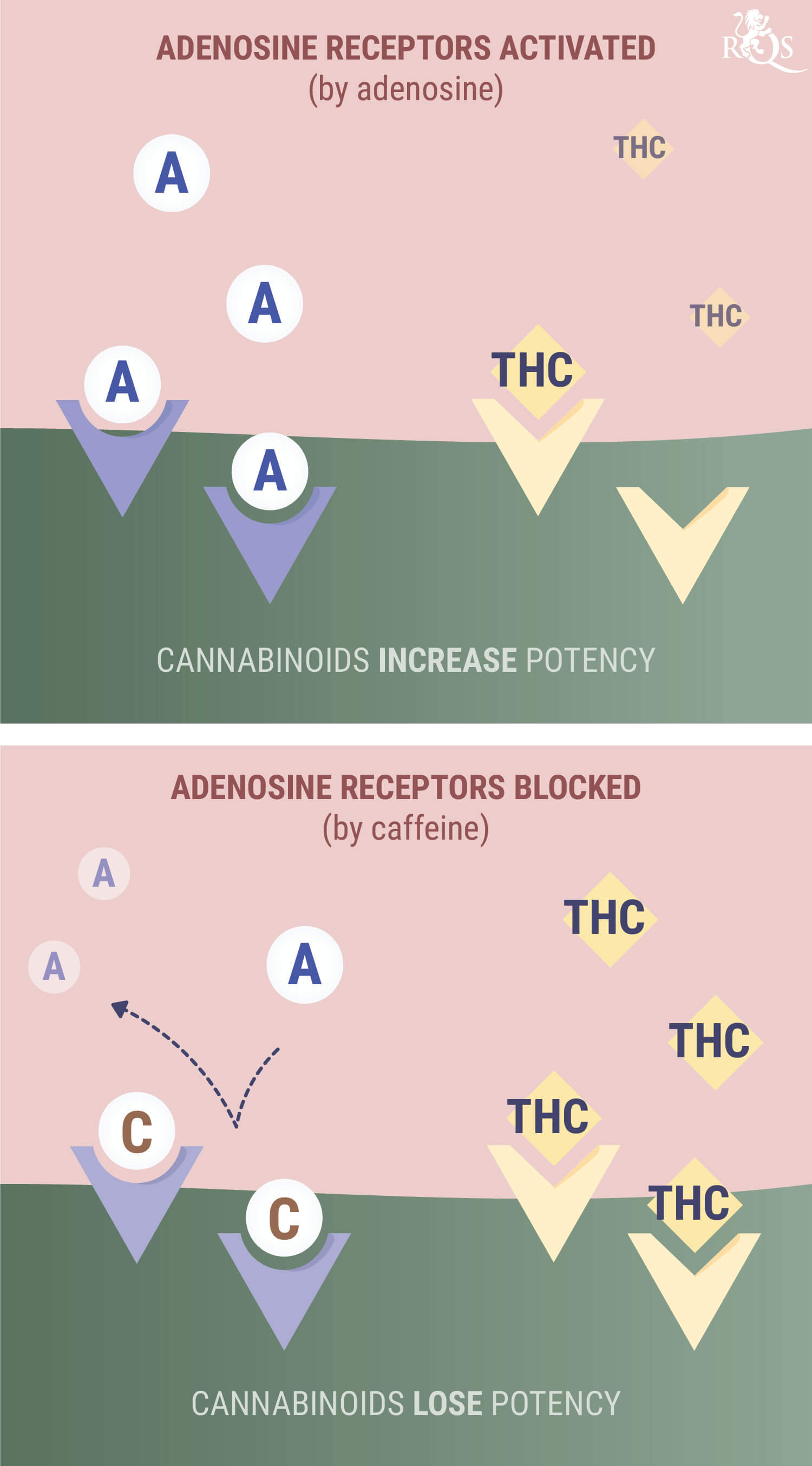 Wat Gebeurt Er als Je Wiet of CBD met Cafeïne Combineert?