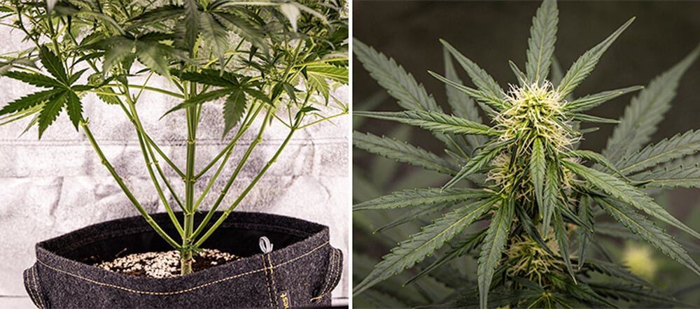 Cherry Pie Automatic grow guide: bloeifase Cherry Pie Automatic grow guide: bloeifase (week 5)