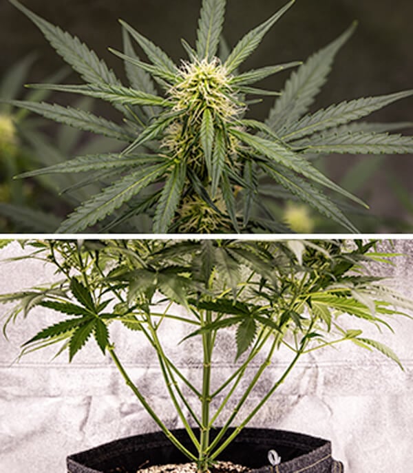 Cherry Pie Automatic grow guide: bloeifase Cherry Pie Automatic grow guide: bloeifase (week 5)