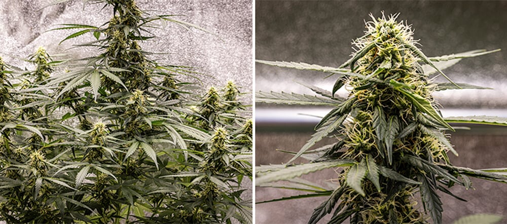 Cherry Pie Automatic grow guide: bloeifase Cherry Pie Automatic grow guide: bloeifase (week 6)