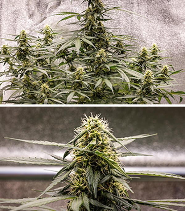 Cherry Pie Automatic grow guide: bloeifase Cherry Pie Automatic grow guide: bloeifase (week 6)