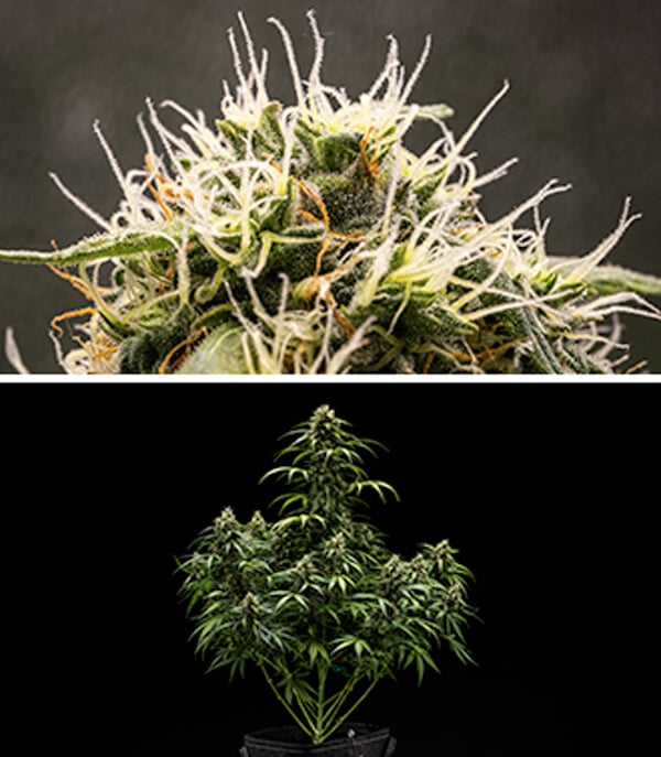 Cherry Pie Automatic grow guide: bloeifase Cherry Pie Automatic grow guide: bloeifase (week 7 & 8)