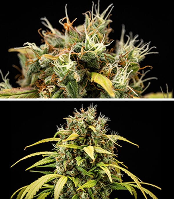 Cherry Pie Automatic grow guide: bloeifase Cherry Pie Automatic grow guide: bloeifase (week 9 & 10)