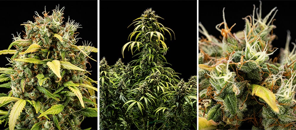 Cherry Pie Automatic grow guide: bloeifase Cherry Pie Automatic grow guide: bloeifase (week 9 & 10)