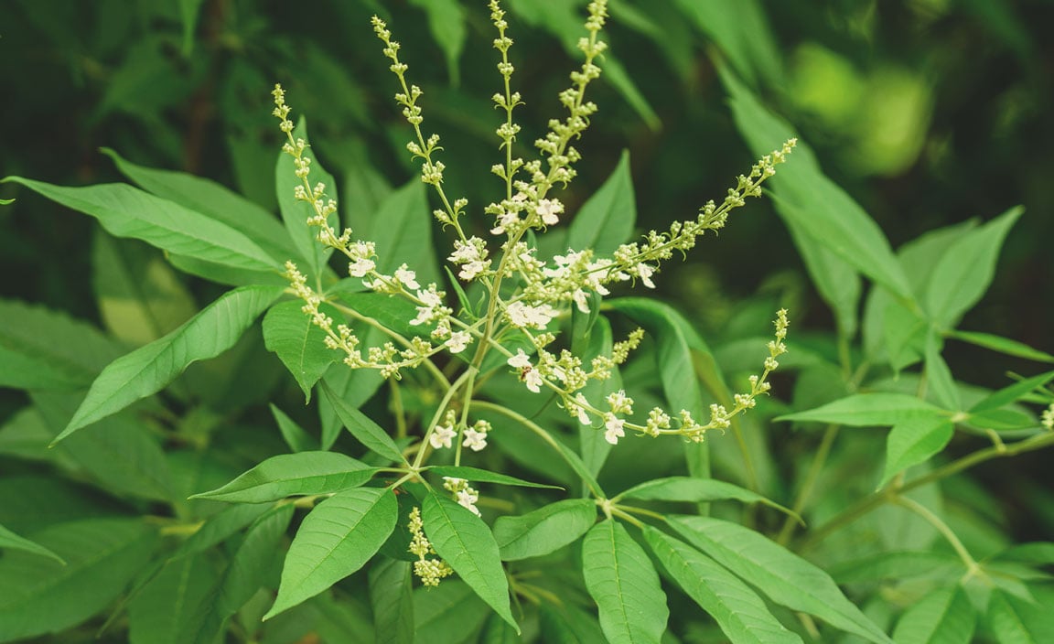 Chinese kuisheidsboom (Vitex negundo)