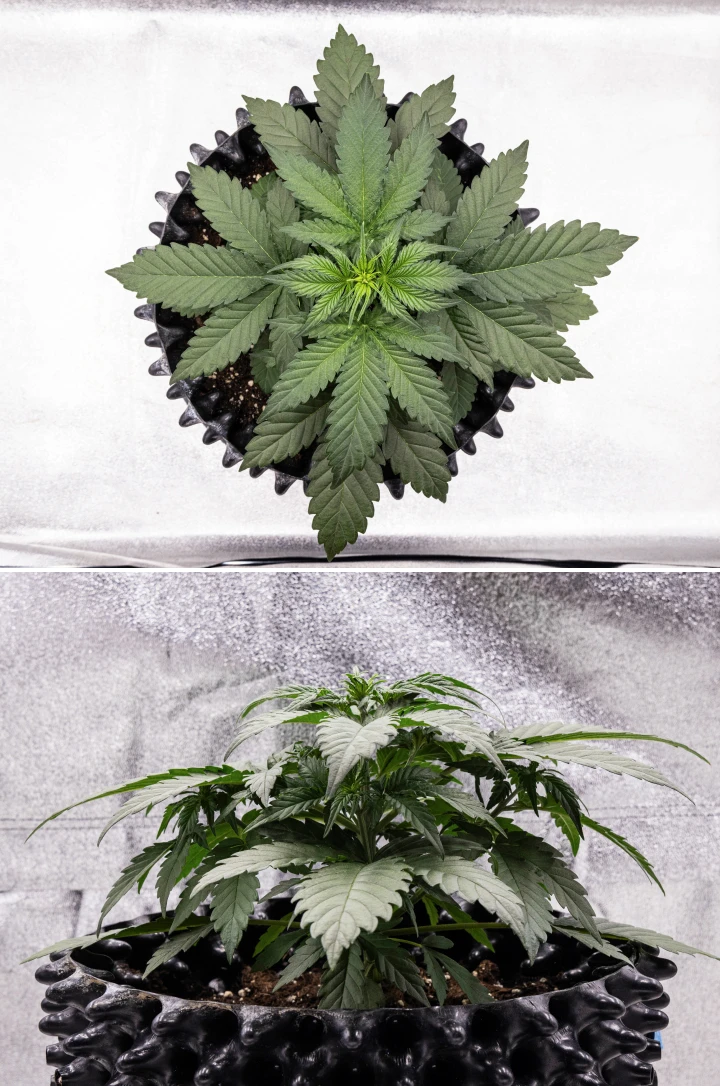 Cosmos F1 cannabisplant tijdens week 2 van de vegetatieve fase, met vroege bossige groei, gezonde vertakking en brede groene bladeren tussen spruitdag 12 en 19.