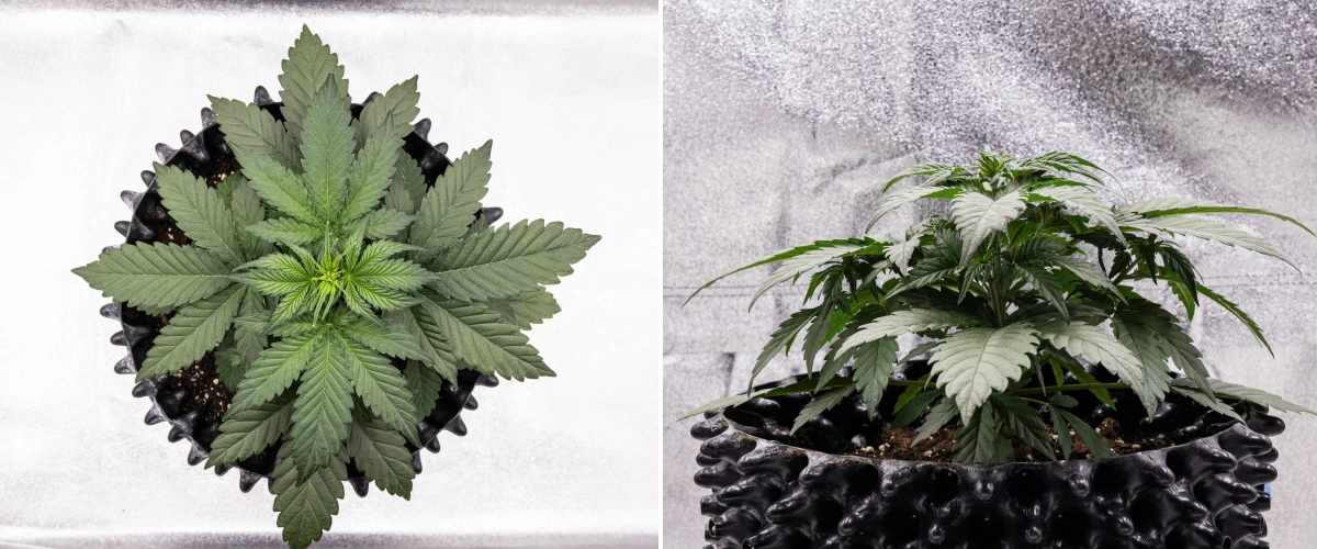 Cosmos F1 cannabisplant tijdens week 2 van de vegetatieve fase, met vroege bossige groei, gezonde vertakking en brede groene bladeren tussen spruitdag 12 en 19.