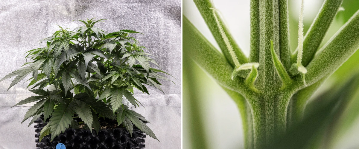 Cosmos F1 cannabisplant tijdens week 3, met sativa-invloeden in de vertakking, dicht groen blad en de eerste witte stampers wanneer de bloei begint tussen spruitdag 19 en 26.