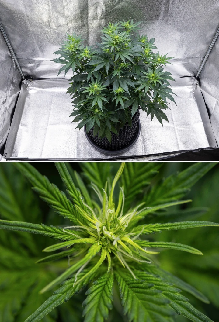 Cosmos F1 cannabisplant tijdens week 1 van de bloei, met sterke verticale groei, een kerstboomstructuur, gezonde donkergroene bladeren en ontwikkelende bloemtrossen tussen spruitdag 26 en 33.