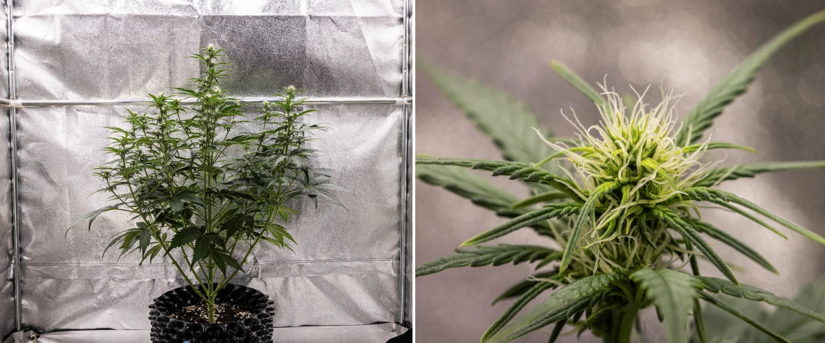 Cosmos F1 cannabisplant tijdens week 2 van de bloei, met vroege topvorming, gezond groen blad, een verticale takstructuur en ontwikkelende witte stampers tussen spruitdag 33 en 40.