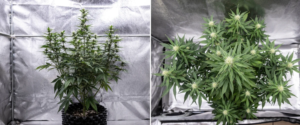 Cosmos F1 cannabisplant tijdens week 3 van de bloei, met een dominante centrale cola, goed gespreide zijtakken, gezond donkergroen blad en ontwikkelende bloemlocaties tussen spruitdag 40 en 47.