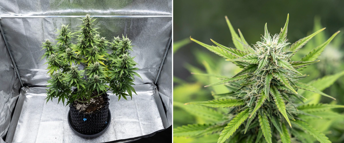 Cosmos F1 cannabisplant tijdens week 4 van de bloei, met dichte harsrijke toppen, plakkerige kelken, rijpende cola’s en enige vergeling van de onderste bladeren tussen spruitdag 47 en 54.