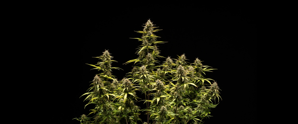 Cosmos F1 cannabisplant tijdens week 6 van bloei en oogst, met rijpe met trichomen bedekte cola’s, gezwollen kelken, vergelende bladeren en harsrijke toppen die klaar zijn voor de oogst op spruitdag 68.