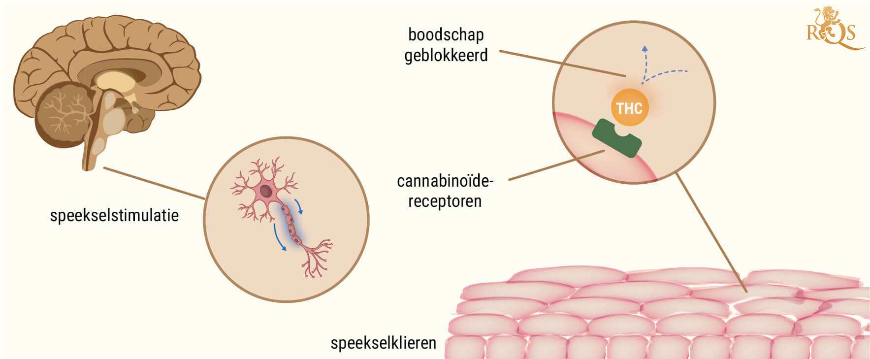 De Wetenschap Achter Cotton Mouth Door Het Roken Van Wiet