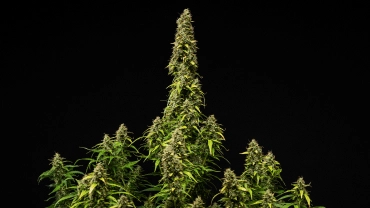 Rijpe Wedding Cake Auto cannabisplant tegen een zwarte achtergrond, met dichte harsrijke toppen, verkleurende bladeren en een hoge centrale cola tijdens de laatste bloeifase.