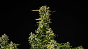 Volwassen Royal Creamatic cannabisplant met dichte harsrijke toppen, frostige trichomen en een hoge hoofdcola tegen een zwarte achtergrond.