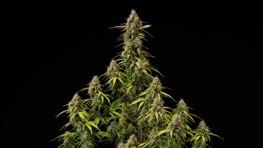 Atlas F1 grow report cover: rijpe cannabiscola’s Rijpe Atlas F1 cannabiscola’s tegen een zwarte achtergrond, met harsrijke toppen, oranje stampers, verkleurende bladeren en oogstrijpe bloeiontwikkeling voor de cover van het grow report.