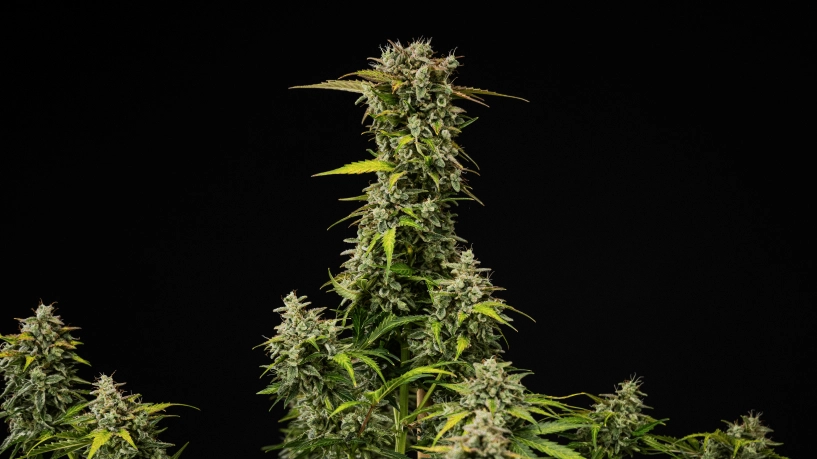 Volwassen Royal Creamatic cannabisplant met dichte harsrijke toppen, frostige trichomen en een hoge hoofdcola tegen een zwarte achtergrond.