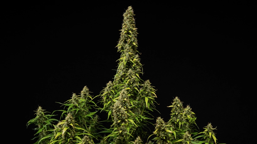 Wedding Cake Auto grow report cover: rijpe bloeiende plant Rijpe Wedding Cake Auto cannabisplant tegen een zwarte achtergrond, met dichte harsrijke toppen, verkleurende bladeren en een hoge centrale cola tijdens de laatste bloeifase.