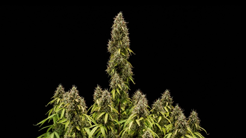 Pink Mist Auto kweekverslag: rijpe toppen bij de oogst Volgroeide Pink Mist Auto cannabisplant met een hoge hoofdtop, dichte met trichomen bedekte toppen en meerdere bloeiende takken tegen een zwarte achtergrond.