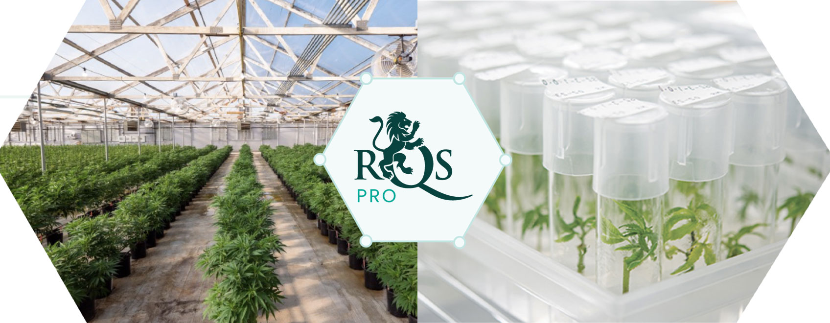 RQS Pro: innovatie- en ontwikkelingsleider in de cannabissector