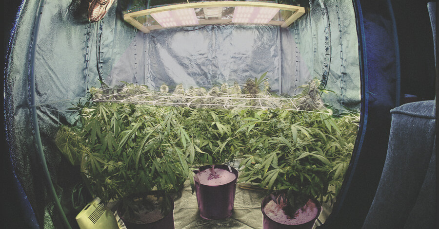 De ultieme gids over apparatuur voor indoor cannabis kweken