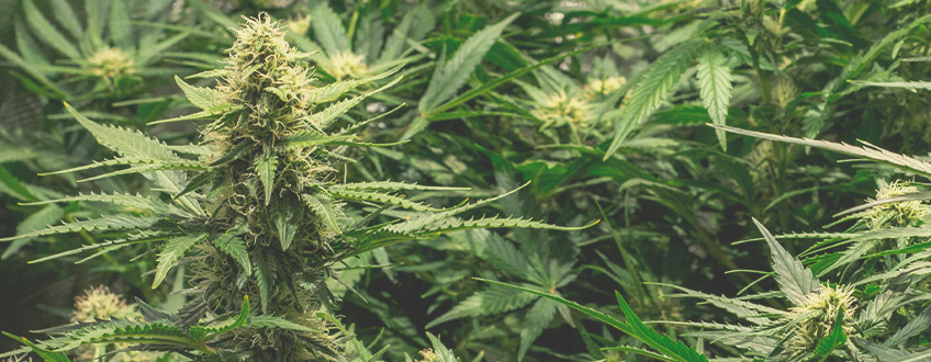Hoe Krijg Je De Grootst Mogelijke Opbrengst Van Autoflowers? Hoe Krijg Je De Grootst Mogelijke Opbrengst Van Autoflowers?