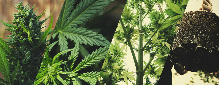 Anatomie van de Cannabisplant: van de Onderkant tot de Top